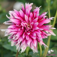 Alauna Clair-Obscure Dahlia Knöl