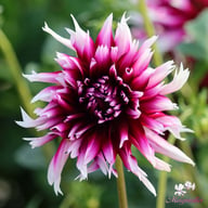 Alauna Clair-Obscure Dahlia Knöl