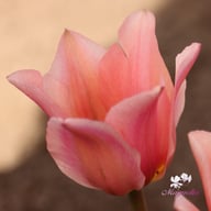 Albert Heijn Tulip Bulbs