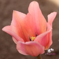 Albert Heijn Tulip Bulbs
