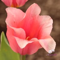 Albert Heijn Tulip Bulbs