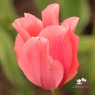 Albert Heijn Tulip Bulbs