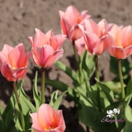 Albert Heijn Tulip Bulbs