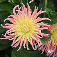 Alfred Grille Dahlia Tuber