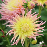 Alfred Grille Dahlia Tuber