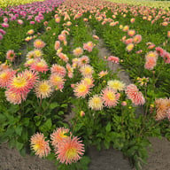 Alfred Grille Dahlia Tuber