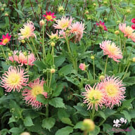 Alfred Grille Dahlia Tuber
