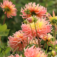 Alfred Grille Dahlia Tuber