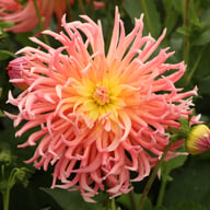 Alfred Grille Dahlia Tuber