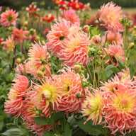 Alfred Grille Dahlia Tuber