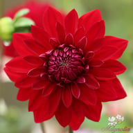 All Directions Dahlia Tuber