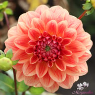 All That Jazz Dahlia Knöl