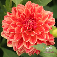 All That Jazz Dahlia Knöl
