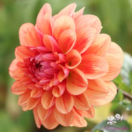 All That Jazz Dahlia Knöl