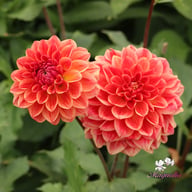 All That Jazz Dahlia Knöl