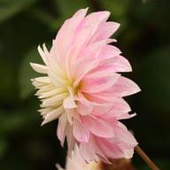 Alloway Candy Dahlia Tuber