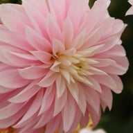 Alloway Candy Dahlia Tuber