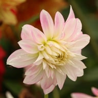 Alloway Candy Dahlia Tuber