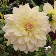 Alloway Cottage Dahlia Tuber