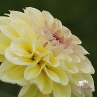 Alloway Cottage Dahlia Tuber