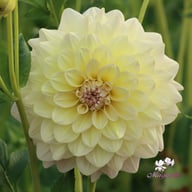 Alloway Cottage Dahlia Tuber