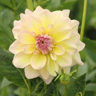 Alloway Cottage Dahlia Tuber