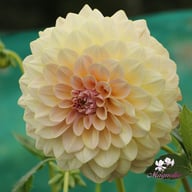 Alloway Cottage Dahlia Tuber