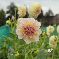Alloway Cottage Dahlia Tuber