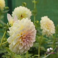 Alloway Cottage Dahlia Tuber
