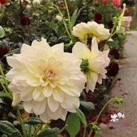 Alloway Cottage Dahlia Tuber