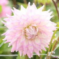Almand's Joy Dahlia Knöl