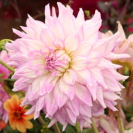 Almand's Joy Dahlia Tuber
