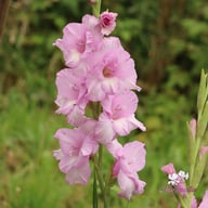 Alpha Gladiolus Corms