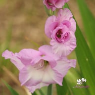 Alpha Gladiolus Corms