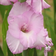Alpha Gladiolus Corms