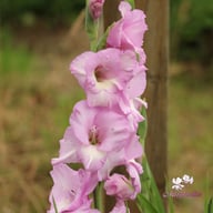 Alpha Gladiolus Corms