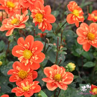 Alstergruss Dahlia Tuber