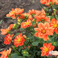 Alstergruss Dahlia Tuber
