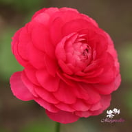 Amandine Bonbon Ranunculus Corm