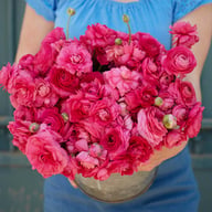 Amandine Bonbon Ranunculus Corm