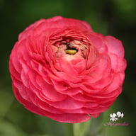 Amandine Rose Ranunculus Corm