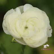 Amandine White Ranunculus Corm