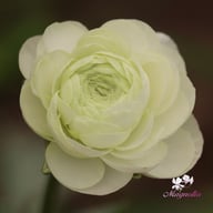 Amandine White Ranunculus Corm