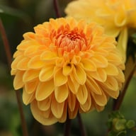 Amber Crystal Dahlia Tuber