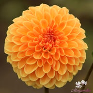 Amber Crystal Dahlia Tuber