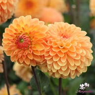 Amber Crystal Dahlia Tuber