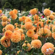 Amber Crystal Dahlia Tuber
