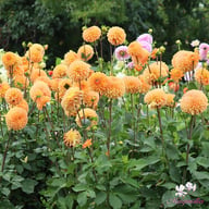Amber Crystal Dahlia Tuber