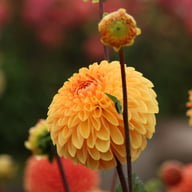 Amber Crystal Dahlia Tuber