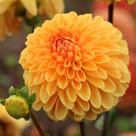 Amber Crystal Dahlia Tuber